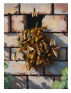 nid de guêpes mur